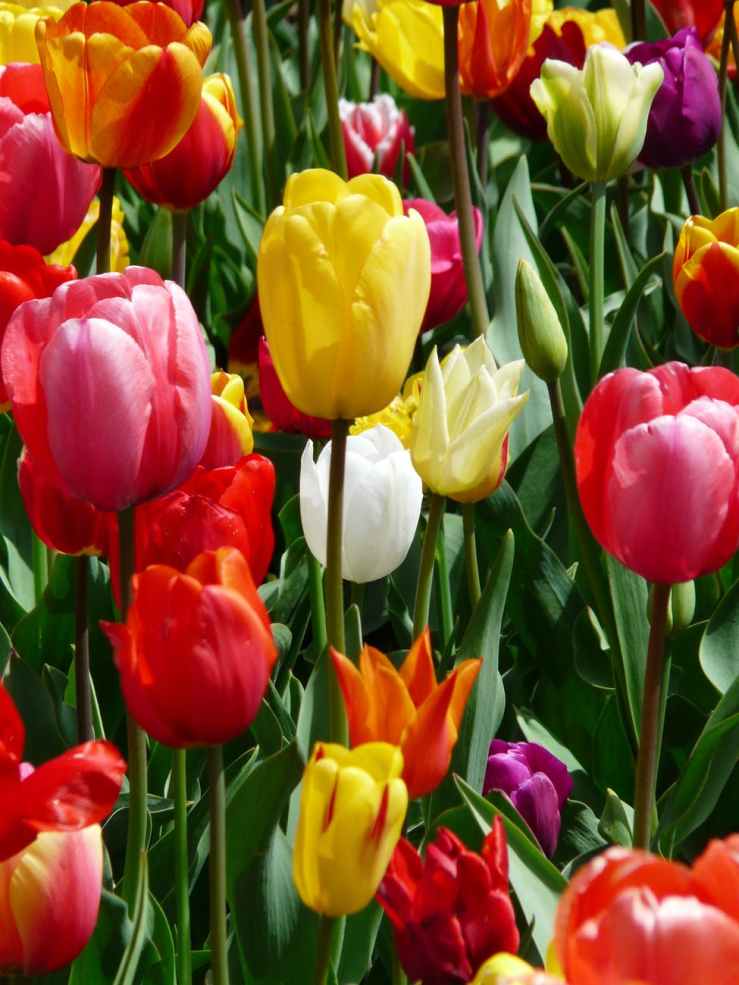 tulip-yellow-yellow-tumor-tulips-86754.jpeg
